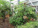 DSC06380