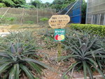 DSC06381