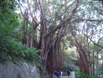 一家行山頂至薄扶林 09