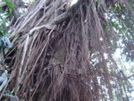一家行山頂至薄扶林 10