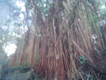 一家行山頂至薄扶林 13