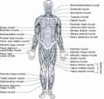 Animation - Front muscles