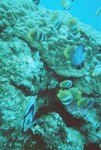 underwater3