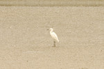 CRW_0521a