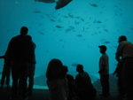 THZ_2097