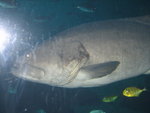THZ_2099