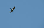 我見這鳥在空中完全不動分多鐘, 跟著就俯衝地面, 似是找到獵物.
1241