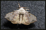 Bombycidae, Bombycinae - Ocinara albicollis
2214