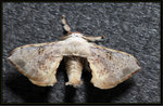 Bombycidae, Bombycinae - Ocinara albicollis
2218