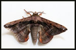 Bombycidae, Prismostictinae - Prismosticta tiretta / hyalinata

6318