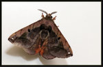 Bombycidae, Prismostictinae - Prismosticta tiretta / hyalinata

6331