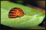 細紋裸瓢蟲　Bothrocalvia albolineata 
2151