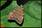Choreutidae - Choreutis orthogona
2226