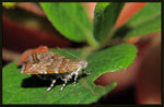 Choreutidae - Choreutis orthogona
2256