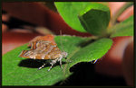 Choreutidae - Choreutis orthogona
2260