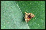 Choreutidae - Choreutis ophiosema
6972