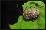 端六星金花蟲   Gallerucida singularis 

0528