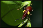 負泥蟲科 Crioceridae - Lilioceris major
越南負泥甲
1314