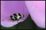 Monolepta cavipenne Baly 1878

1576