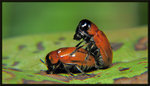 二点钳叶甲 L. bipunctata
6858
