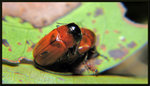 二点钳叶甲 L. bipunctata
6870