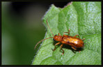 褐背哈螢葉甲 Haplosomoides annamitus
7420
