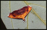 Crambidae, Pyraustinae - Hyalobathra micralis 28-5-2011
0034