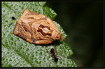 Crambidae, Musotiminae - "Cataclysta" angulata sp. group

0765