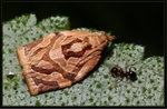 Crambidae, Musotiminae - "Cataclysta" angulata sp. group

0770