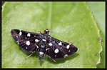 Crambidae, Spilomelinae - Bocchoris inspersalis
1180