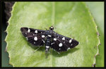 Crambidae, Spilomelinae - Bocchoris inspersalis
1183