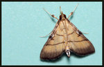Crambidae, Spilomelinae - Cnaphalocrocis medinalis

1198