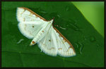 Crambidae; Spilomelinae - Palpita annulifer May 31,2008
1335