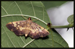 Crambidae, Spilomelinae - Syllepte dissipatalis
1905