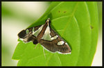 Crambidae, Spilomelinae - Glyphodes bicolor Sep 4,2007
2225