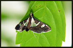 Crambidae, Spilomelinae - Glyphodes bicolor

2225