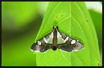 Crambidae, Spilomelinae - Glyphodes bicolor

2228