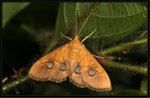 Crambidae, Spilomelinae - Nosophora semitritalis
2633