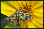 Crambidae, Spilomelinae - Eurrhyparodes tricoloralis
2689