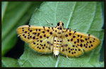 Crambidae, Spilomelinae - Dichocrocis punctiferalis
4000