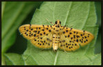 Crambidae, Spilomelinae - Dichocrocis punctiferalis
4002