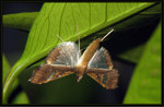 Crambidae, Spilomelinae - Maruca vitrata
4469a
