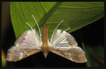 Crambidae, Spilomelinae - Maruca vitrata
4475