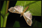 Crambidae, Spilomelinae - Maruca vitrata
4483