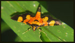 Crambidae, Spilomelinae - Aethaloessa calidalis
5277