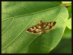 Crambidae, Spilomelinae - Sameodes cancellalis
5345