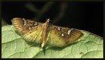 Crambidae, Spilomelinae - Cotachena histricalis
6240