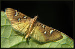 Crambidae, Spilomelinae - Cotachena histricalis
6256