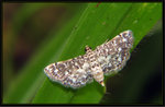 Crambidae, Spilomelinae - Metoeca foedalis
6634