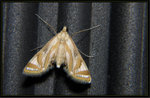 4-23-2011 Crambidae, Acentropinae - Eoophyla sp. A
6885